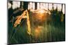 Dry Green Grass Field in Sunset Sunlight. Beautiful Yellow Sunrise Light over Meadow. Summer in Rus-Grisha Bruev-Mounted Photographic Print