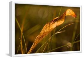 Dry Lily of The Valley leaf in sunlight-Paivi Vikstrom-Framed Photographic Print