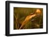 Dry Lily of The Valley leaf in sunlight-Paivi Vikstrom-Framed Photographic Print