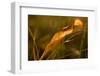 Dry Lily of The Valley leaf in sunlight-Paivi Vikstrom-Framed Photographic Print