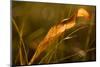 Dry Lily of The Valley leaf in sunlight-Paivi Vikstrom-Mounted Photographic Print