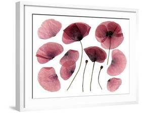 Dry, Pressed Poppy Flowers-Iwona Grodzka-Framed Art Print