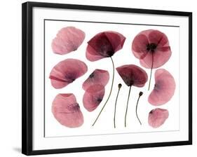 Dry, Pressed Poppy Flowers-Iwona Grodzka-Framed Art Print