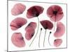 Dry, Pressed Poppy Flowers-Iwona Grodzka-Mounted Art Print