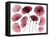 Dry, Pressed Poppy Flowers-Iwona Grodzka-Framed Stretched Canvas