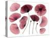 Dry, Pressed Poppy Flowers-Iwona Grodzka-Stretched Canvas