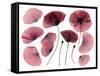 Dry, Pressed Poppy Flowers-Iwona Grodzka-Framed Stretched Canvas