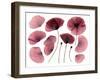 Dry, Pressed Poppy Flowers-Iwona Grodzka-Framed Art Print