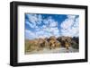 Dry River before the The Beehive-Like Mounds in the Purnululu National Park-Michael Runkel-Framed Photographic Print