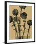 Dry Stems I-Samuel Dixon-Framed Art Print