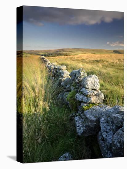 Dry Stone Wall and Moorland Grassland, Late Evening Light, Dartmoor Np, Devon, Uk. September 2008-Ross Hoddinott-Stretched Canvas