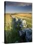 Dry Stone Wall and Moorland Grassland, Late Evening Light, Dartmoor Np, Devon, Uk. September 2008-Ross Hoddinott-Stretched Canvas