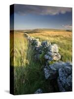 Dry Stone Wall and Moorland Grassland, Late Evening Light, Dartmoor Np, Devon, Uk. September 2008-Ross Hoddinott-Stretched Canvas