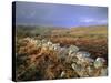 Dry Stone Wall, Autumnal Scene Near Haytor, Dartmoor National Park, Devon, England, UK, Europe-Lee Frost-Stretched Canvas