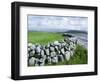 Dry Stone Wall, County Clare, Munster, Eire (Republic of Ireland)-Graham Lawrence-Framed Photographic Print