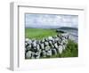 Dry Stone Wall, County Clare, Munster, Eire (Republic of Ireland)-Graham Lawrence-Framed Photographic Print