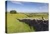 Dry Stone Wall, Farmers' Fields and a Copse of Trees, Limestone Way-Eleanor Scriven-Stretched Canvas