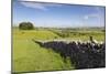 Dry Stone Wall, Farmers' Fields and a Copse of Trees, Limestone Way-Eleanor Scriven-Mounted Photographic Print