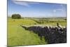 Dry Stone Wall, Farmers' Fields and a Copse of Trees, Limestone Way-Eleanor Scriven-Mounted Photographic Print