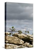 Dry Stone Wall with Bramble, Cotswolds, Gloucestershire UK-null-Stretched Canvas