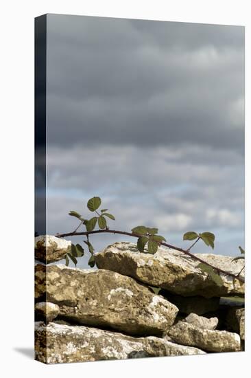 Dry Stone Wall with Bramble, Cotswolds, Gloucestershire UK-null-Stretched Canvas