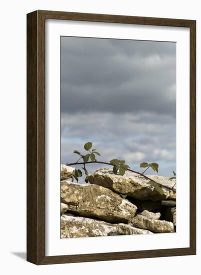 Dry Stone Wall with Bramble, Cotswolds, Gloucestershire UK-null-Framed Photographic Print