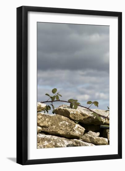 Dry Stone Wall with Bramble, Cotswolds, Gloucestershire UK-null-Framed Photographic Print