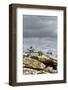 Dry Stone Wall with Bramble, Cotswolds, Gloucestershire UK-null-Framed Photographic Print