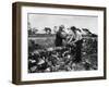 Dry Stone Walling-null-Framed Photographic Print