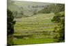 Dry-Stone Walls of Limestone-Tony Waltham-Mounted Photographic Print