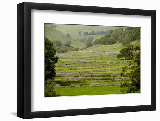 Dry-Stone Walls of Limestone-Tony Waltham-Framed Photographic Print