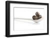 Dry Tea-Fabio Petroni-Framed Photographic Print