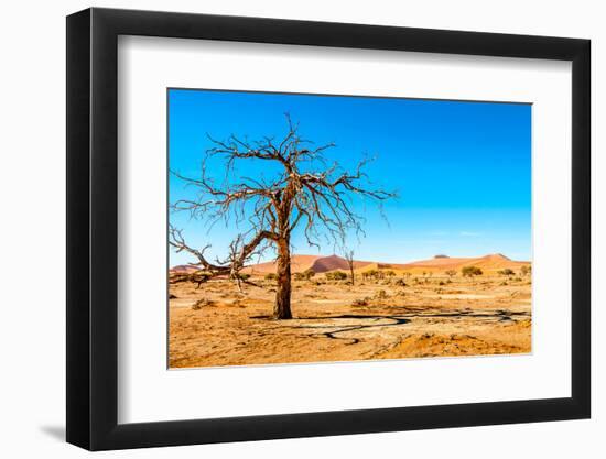 Dry Tree-milosk50-Framed Photographic Print