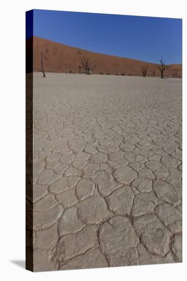 Dry Trees in Namib Desert-DR_Flash-Stretched Canvas