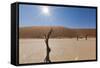 Dry Trees in Namib Desert-DR_Flash-Framed Stretched Canvas