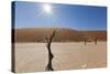 Dry Trees in Namib Desert-DR_Flash-Stretched Canvas