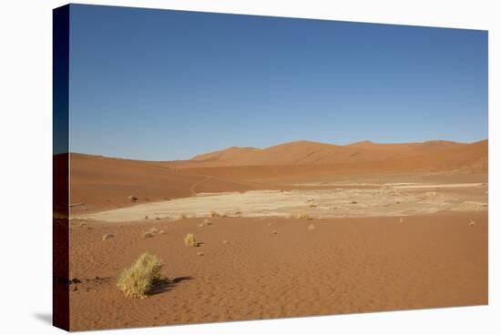 Dry Trees in Namib Desert-DR_Flash-Stretched Canvas