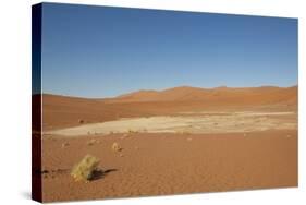 Dry Trees in Namib Desert-DR_Flash-Stretched Canvas