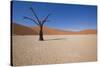 Dry Trees in Namib Desert-DR_Flash-Stretched Canvas