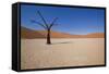 Dry Trees in Namib Desert-DR_Flash-Framed Stretched Canvas