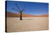 Dry Trees in Namib Desert-DR_Flash-Stretched Canvas