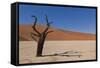 Dry Trees in Namib Desert-DR_Flash-Framed Stretched Canvas