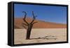 Dry Trees in Namib Desert-DR_Flash-Framed Stretched Canvas