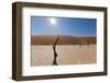 Dry Trees in Namib Desert-DR_Flash-Framed Photographic Print