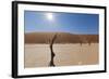 Dry Trees in Namib Desert-DR_Flash-Framed Photographic Print