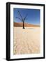 Dry Trees in Namib Desert-DR_Flash-Framed Photographic Print