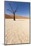 Dry Trees in Namib Desert-DR_Flash-Mounted Photographic Print