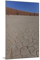 Dry Trees in Namib Desert-DR_Flash-Mounted Photographic Print