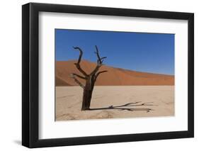 Dry Trees in Namib Desert-DR_Flash-Framed Photographic Print