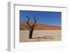 Dry Trees in Namib Desert-DR_Flash-Framed Photographic Print